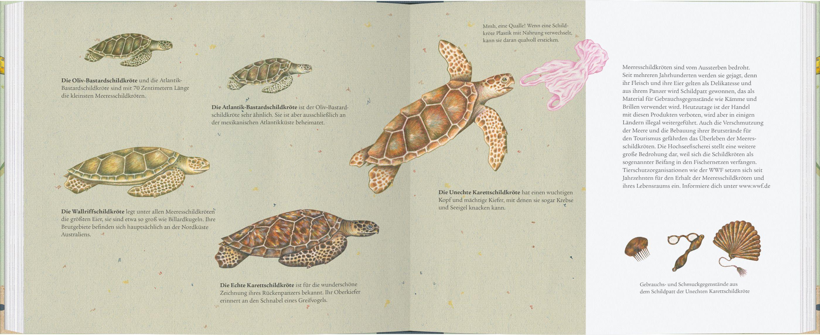 Beispielinhalt (Bild) Die Grüne Meeresschildkröte