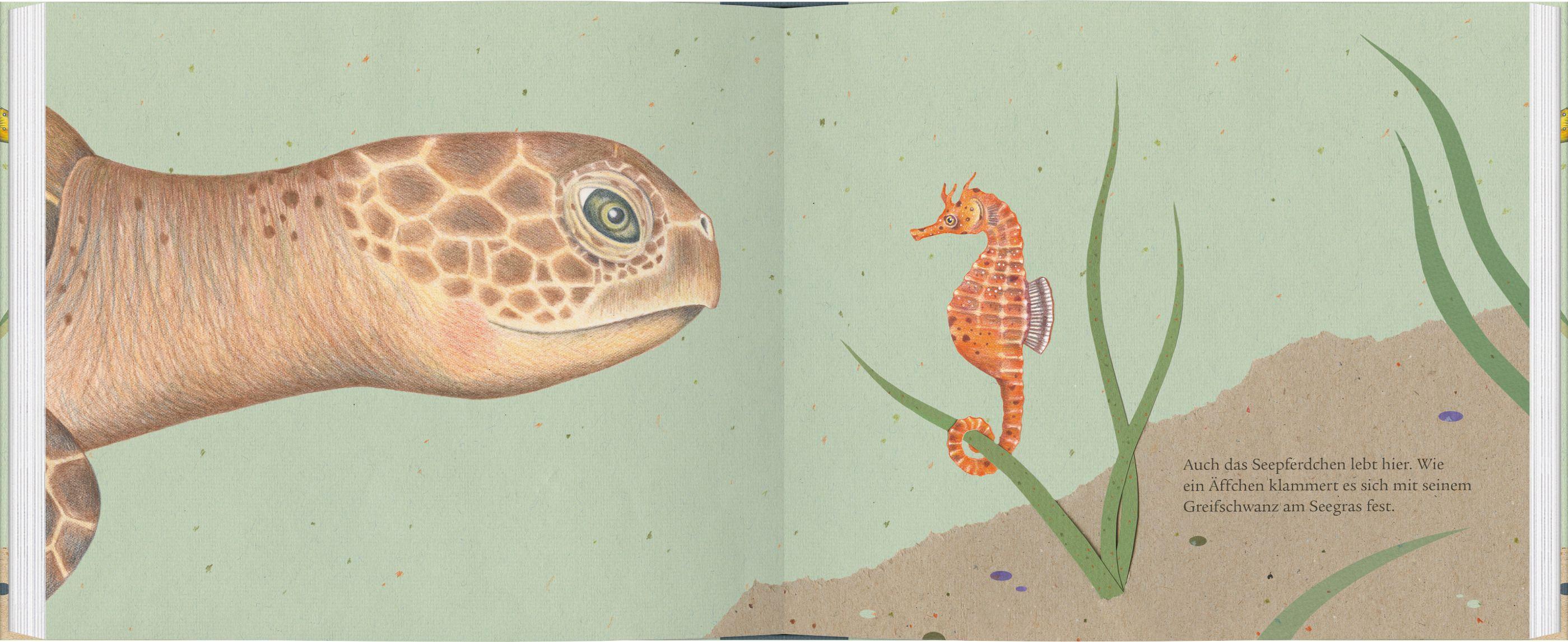 Beispielinhalt (Bild) Die Grüne Meeresschildkröte