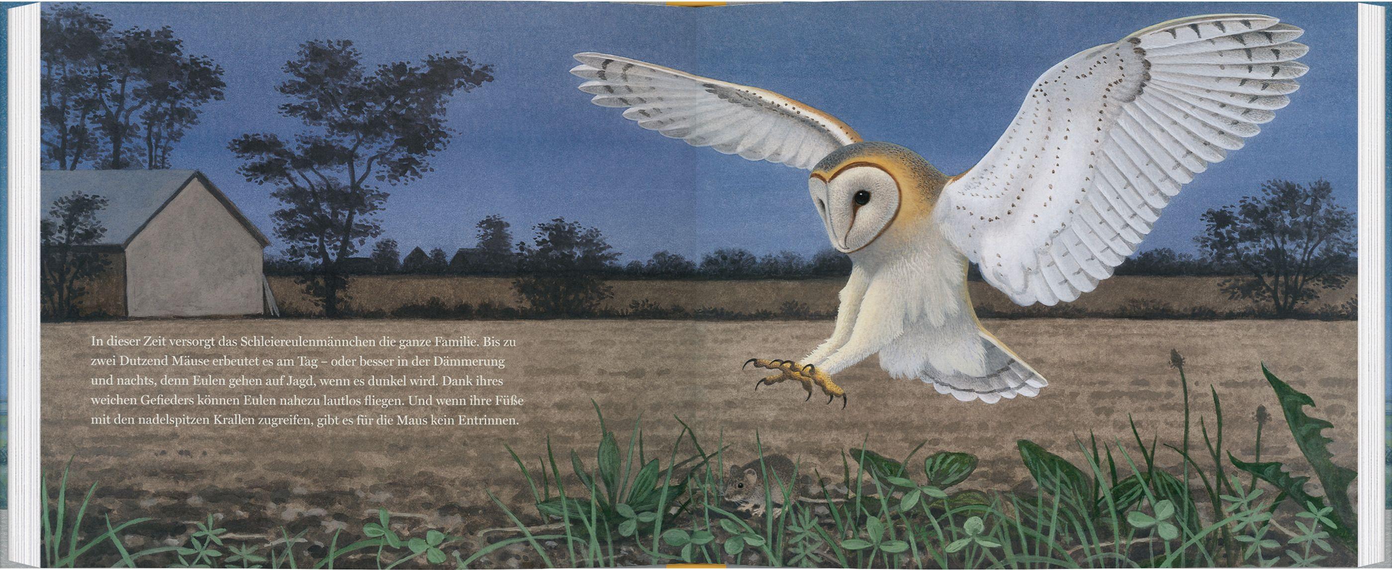 Beispielinhalt (Bild) Ein Jahr mit den Eulen