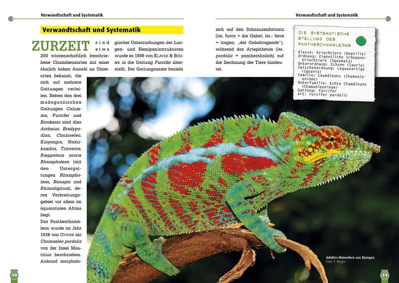 Beispielinhalt (Bild) Das Pantherchamäleon