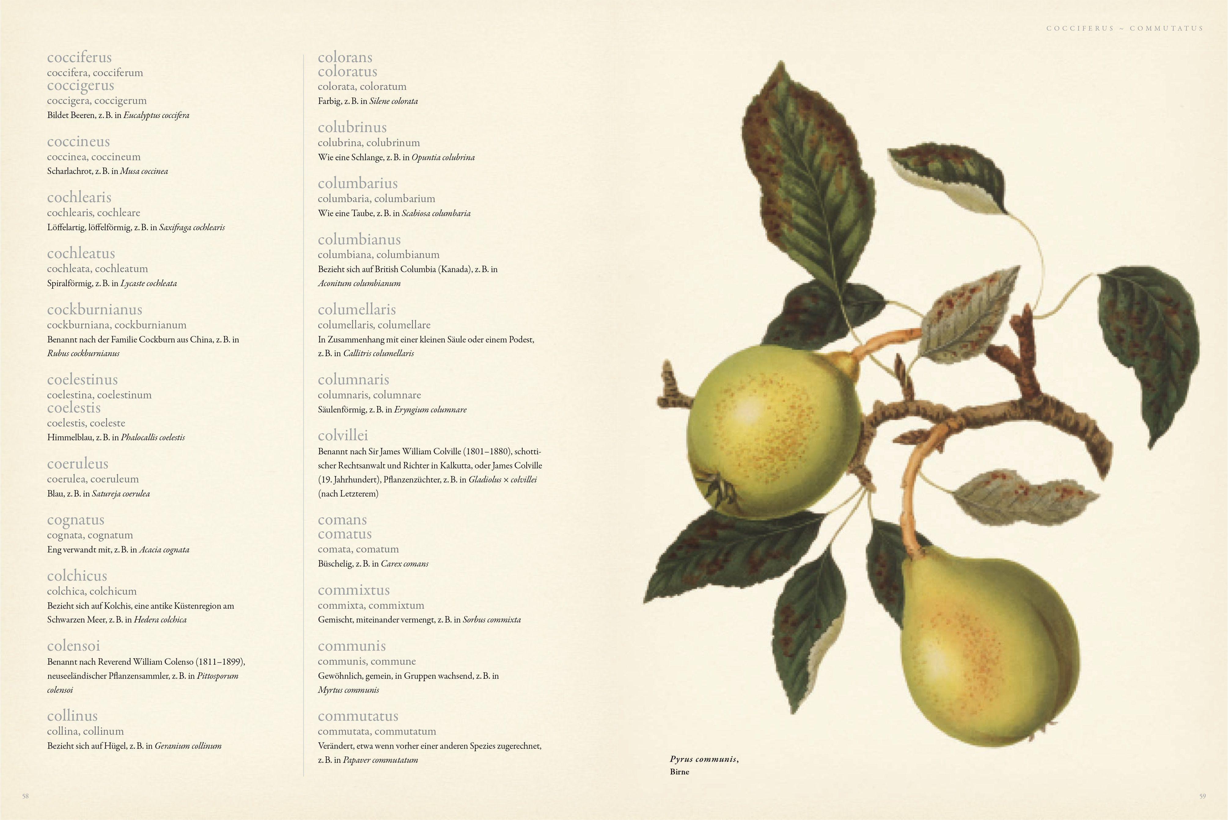 Beispielinhalt (Bild) Latein für Gärtner