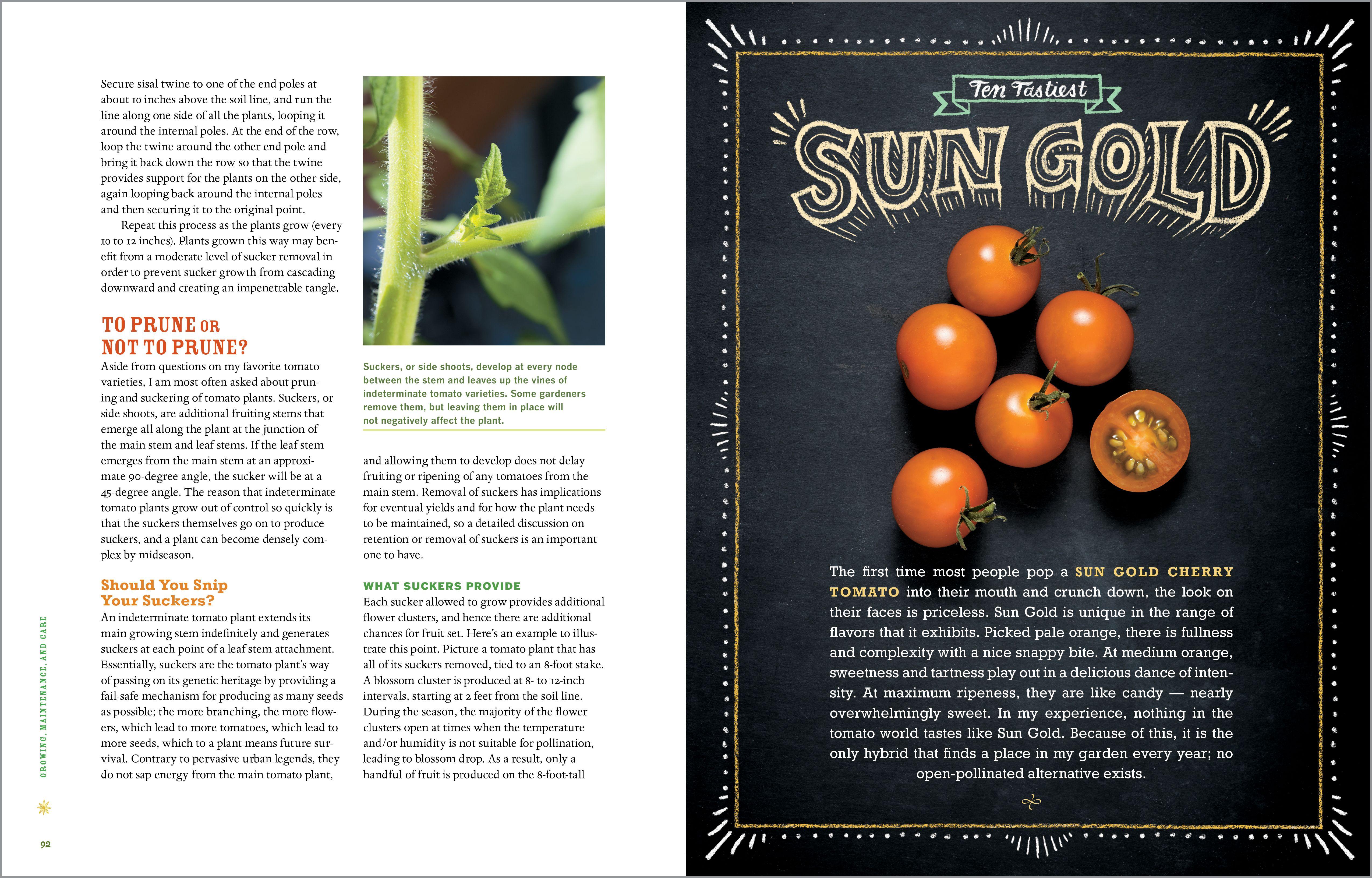 Beispielinhalt (Bild) Epic Tomatoes