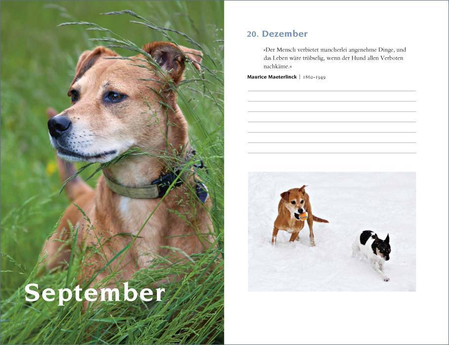 Beispielinhalt (Bild) Mit Hunden durch das Jahr