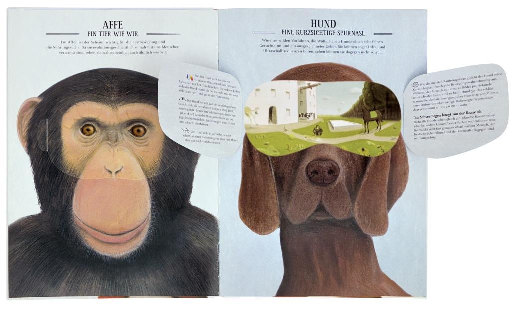 Beispielinhalt (Bild) Was sieht eigentlich der Regenwurm?