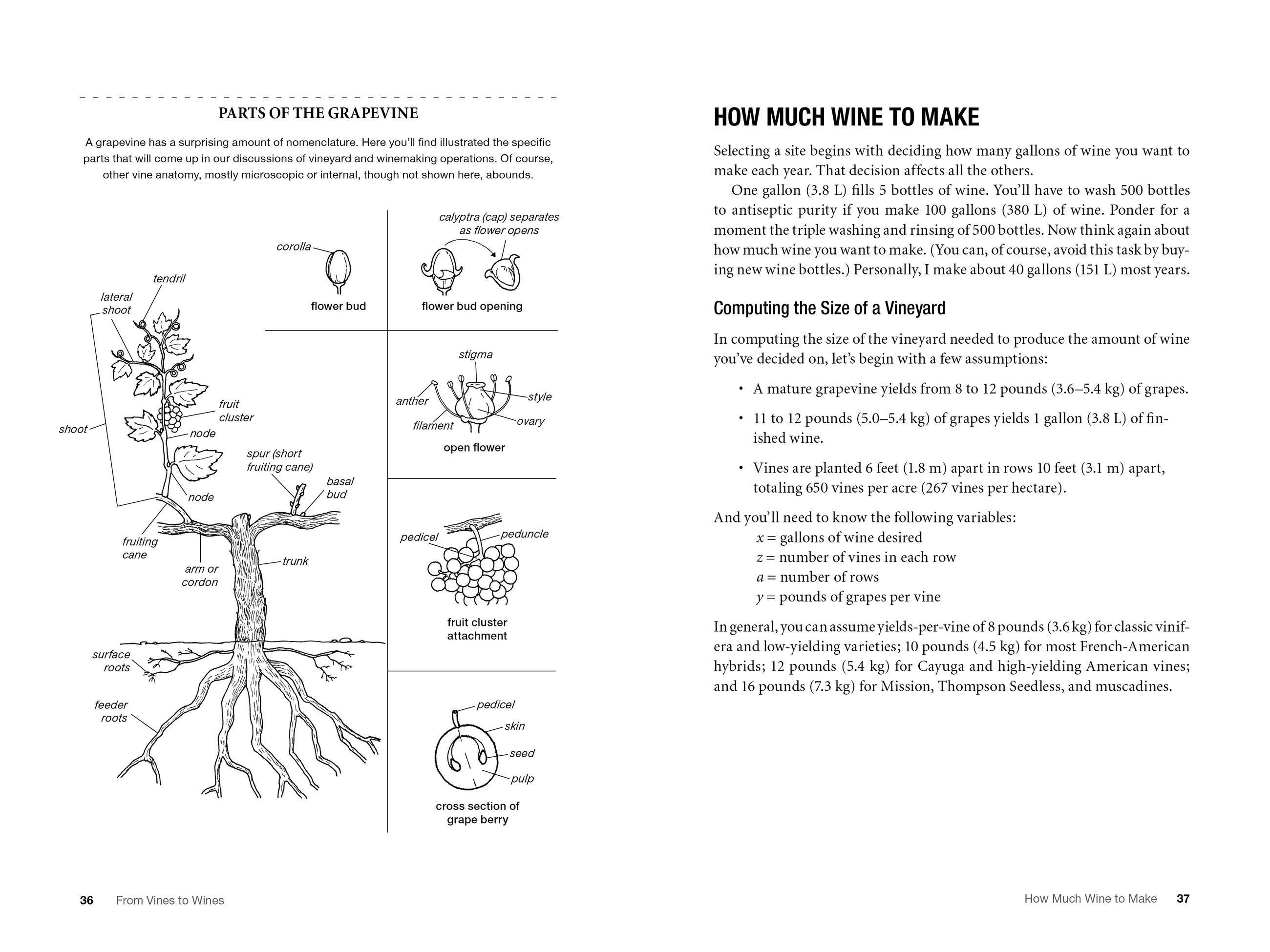 Beispielinhalt (Bild) From Vines to Wines, 5th Edition
