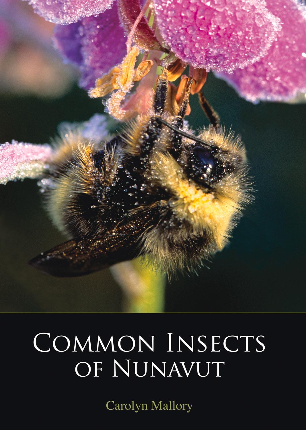 Vorderes Coverbild Common Insects of Nunavut