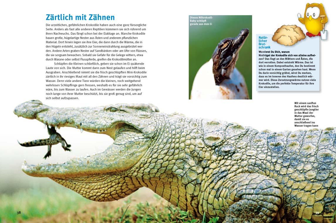 Beispielinhalt (Bild) Entdecke die Reptilien