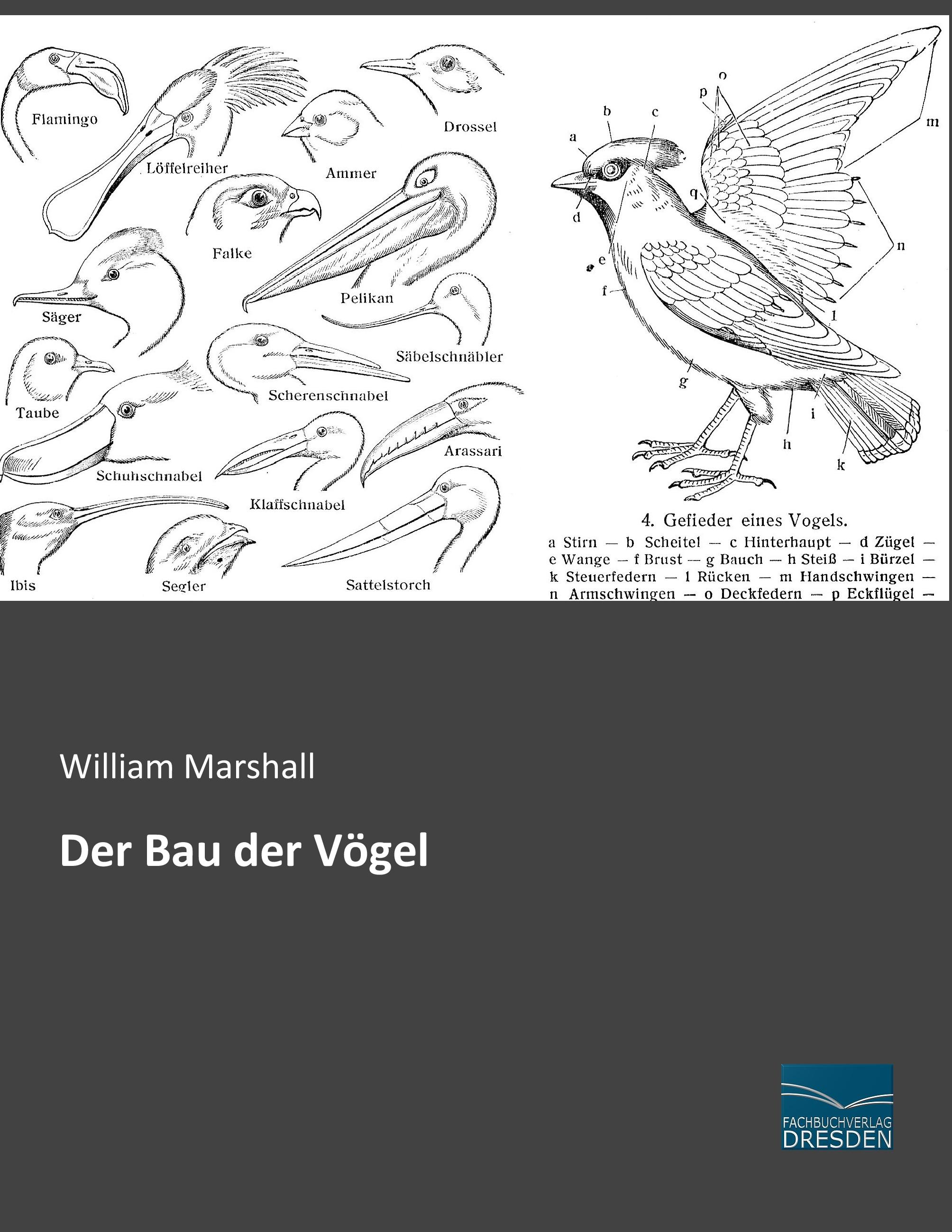 Vorderes Coverbild Der Bau der Vögel