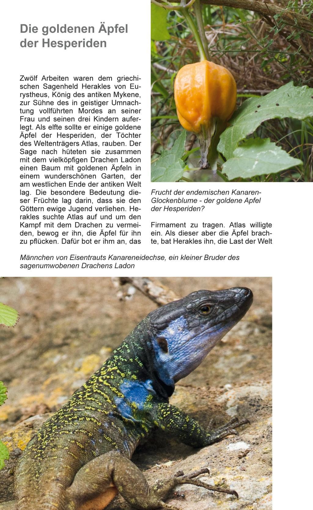 Beispielinhalt (Bild) Teneriffa - Blaue Finken - Blütenpracht