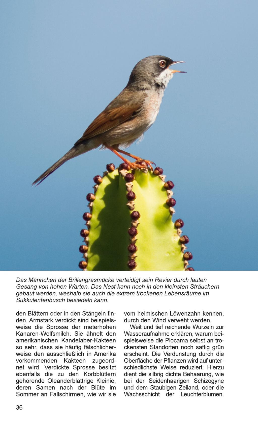 Beispielinhalt (Bild) Teneriffa - Blaue Finken - Blütenpracht