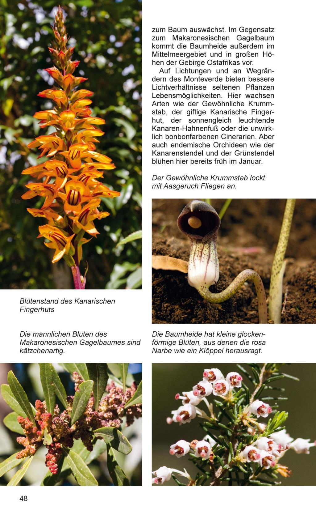 Beispielinhalt (Bild) Teneriffa - Blaue Finken - Blütenpracht