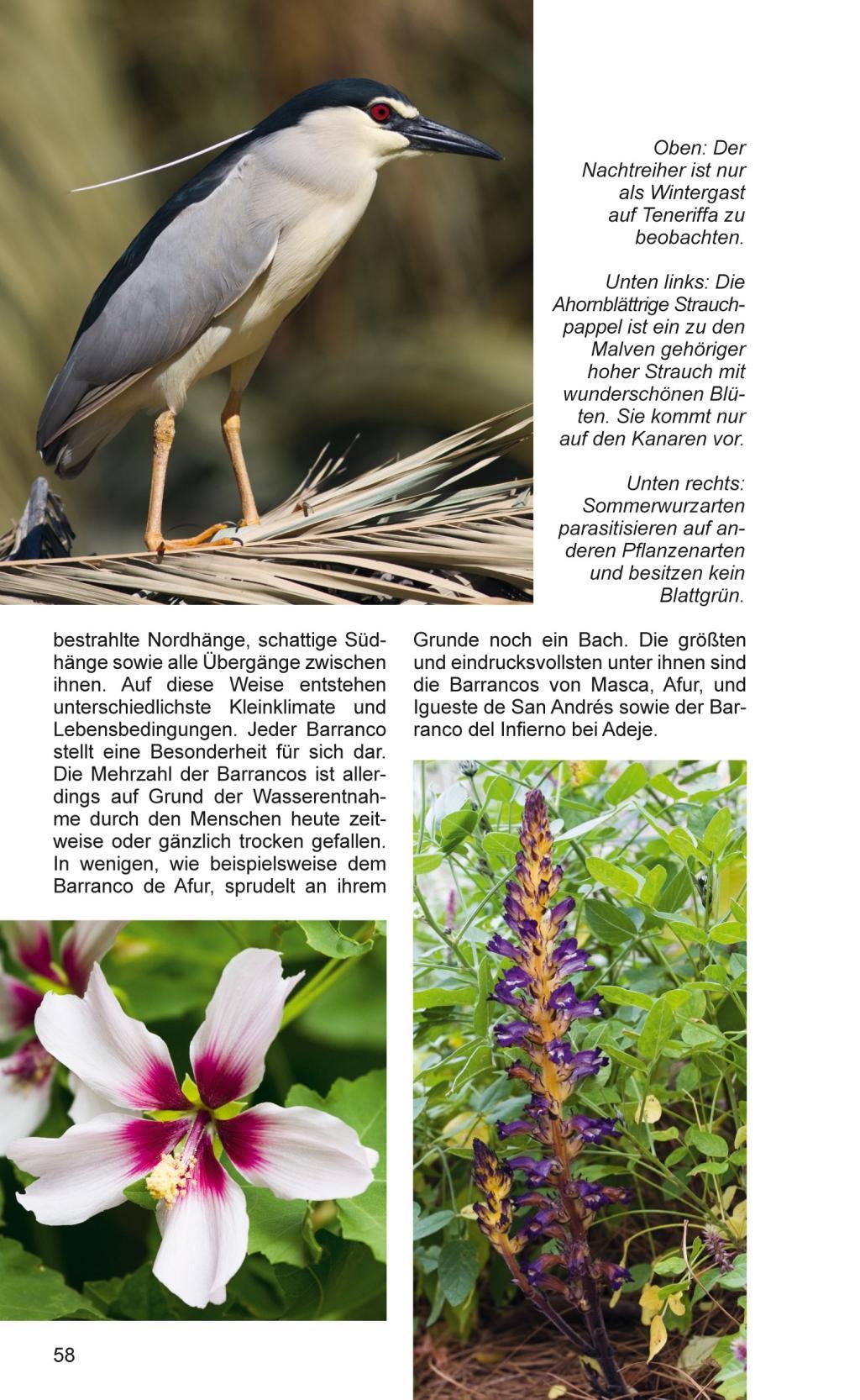 Beispielinhalt (Bild) Teneriffa - Blaue Finken - Blütenpracht