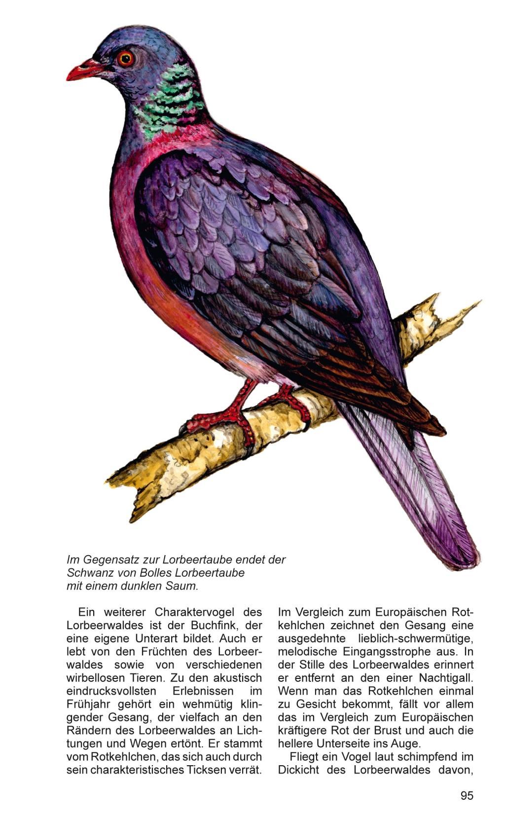 Beispielinhalt (Bild) Teneriffa - Blaue Finken - Blütenpracht