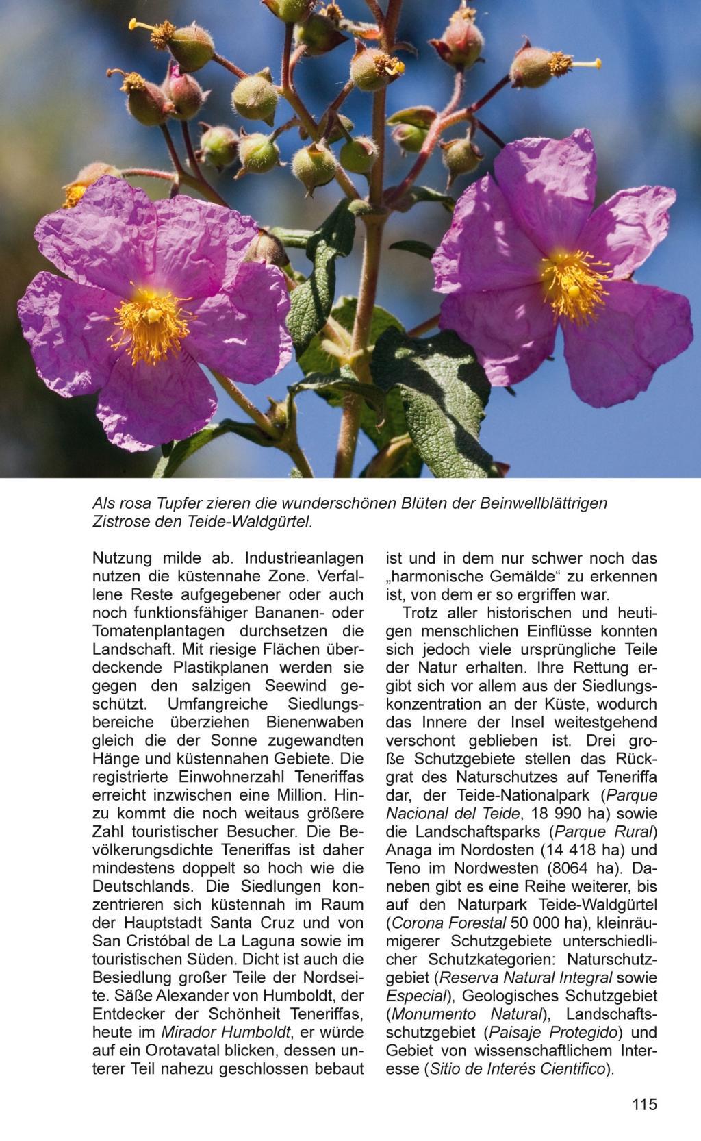 Beispielinhalt (Bild) Teneriffa - Blaue Finken - Blütenpracht