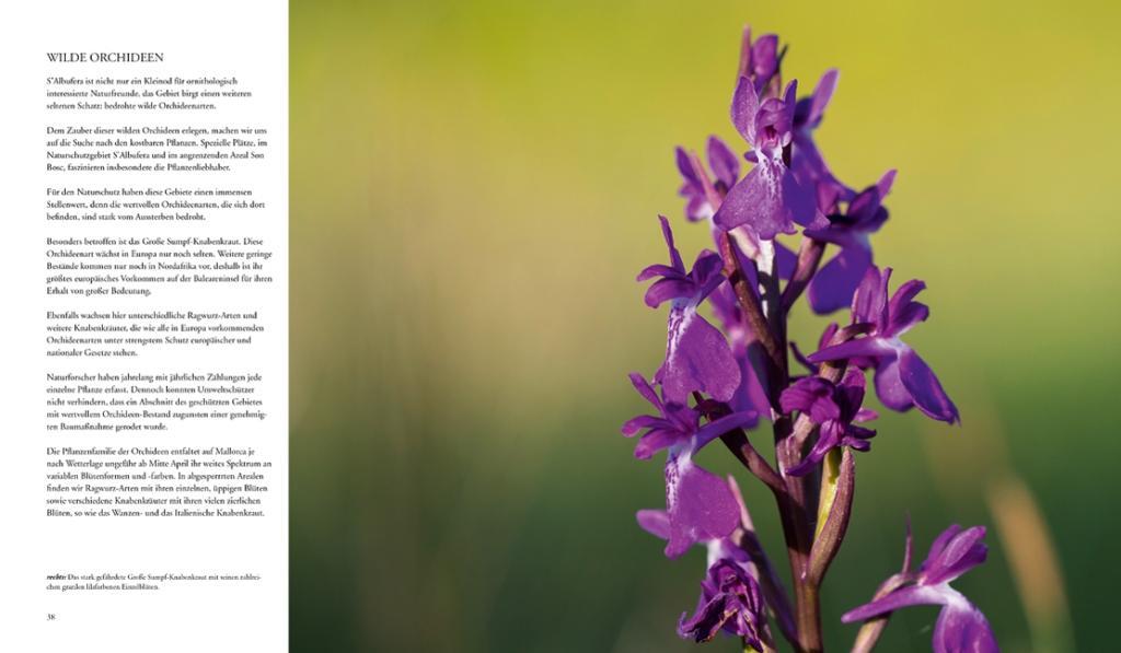 Beispielinhalt (Bild) NATURERLEBNIS MALLORCA