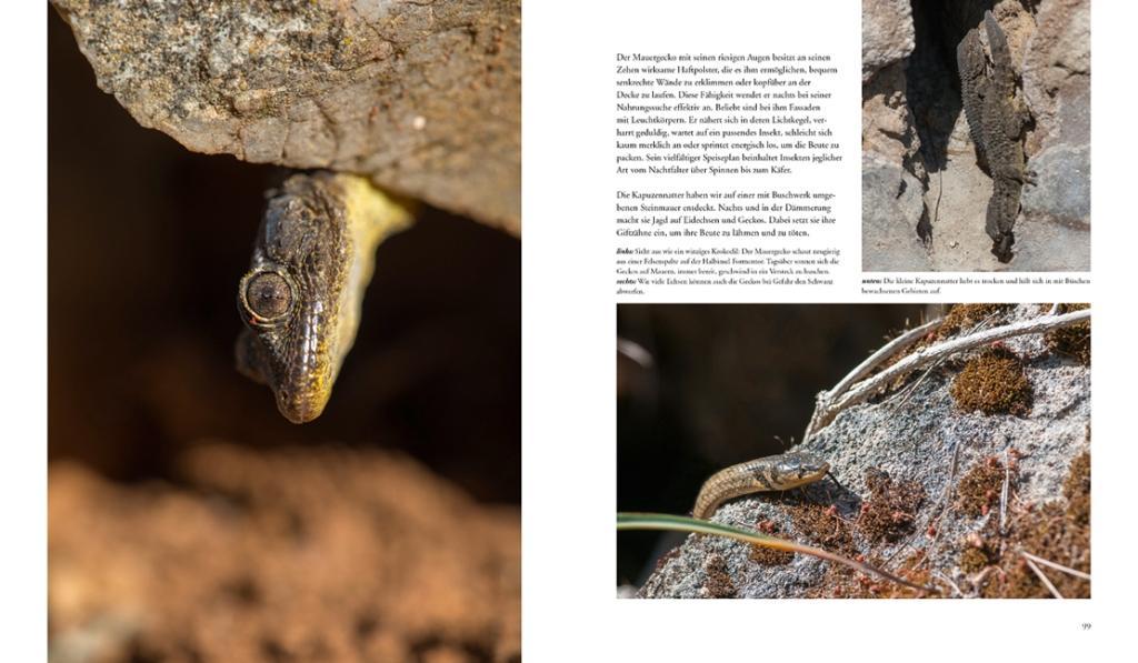 Beispielinhalt (Bild) NATURERLEBNIS MALLORCA