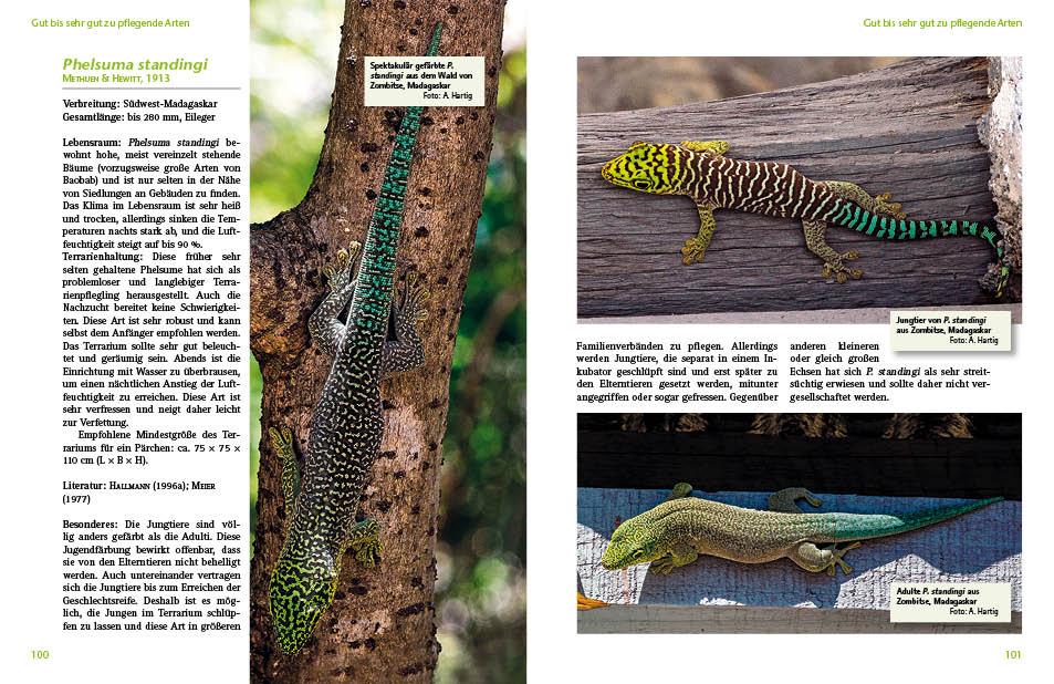 Beispielinhalt (Bild) Taggeckos der Gattung Phelsuma