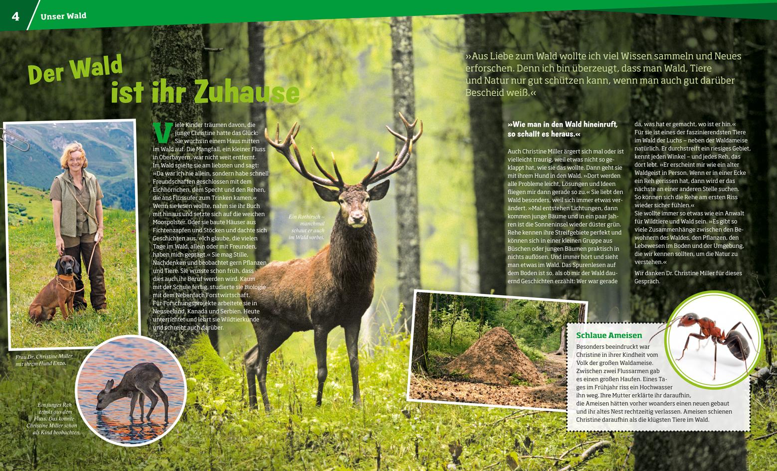 Beispielinhalt (Bild) WAS IST WAS Band 134 Wald. Mehr als nur Bäume