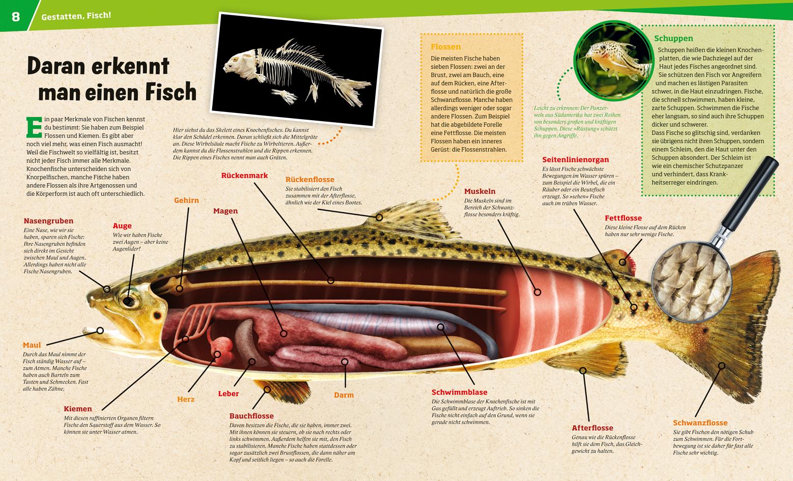 Beispielinhalt (Bild) WAS IST WAS Band 41 Fische. Wunderwelt im Wasser