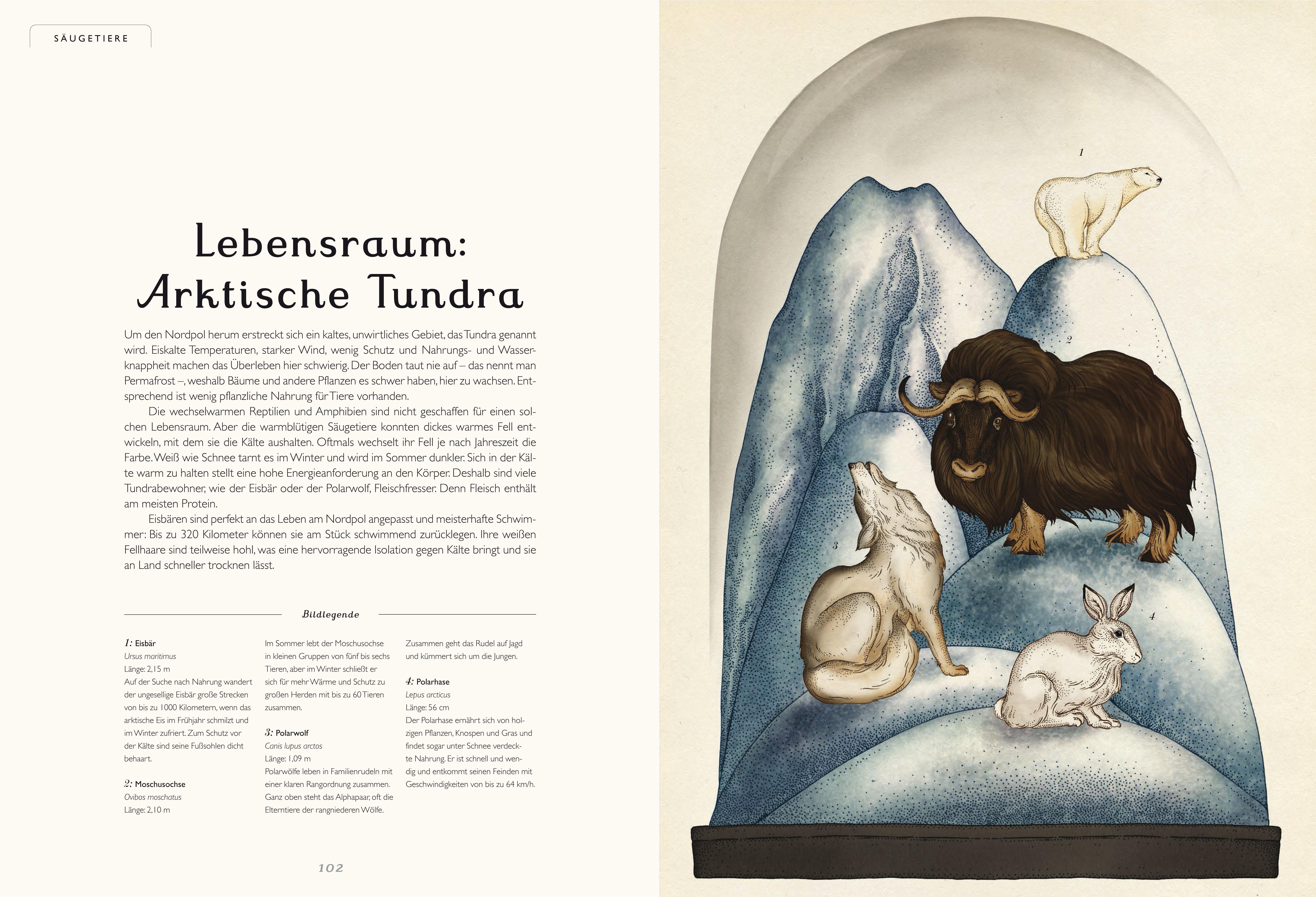 Beispielinhalt (Bild) Das Museum der Tiere