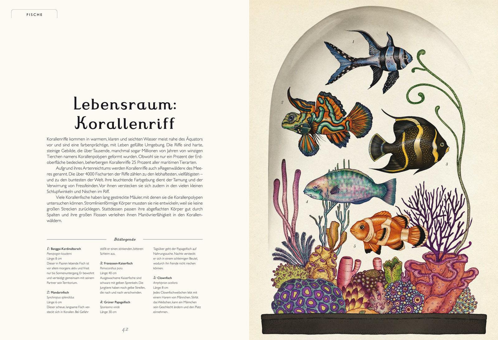Beispielinhalt (Bild) Das Museum der Tiere