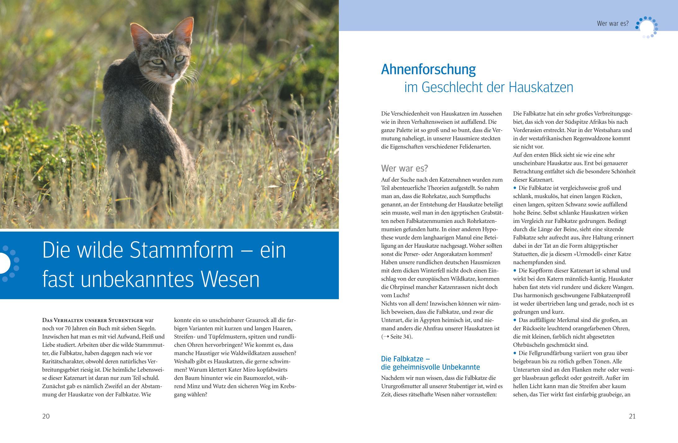 Beispielinhalt (Bild) Was Katzen wirklich wollen