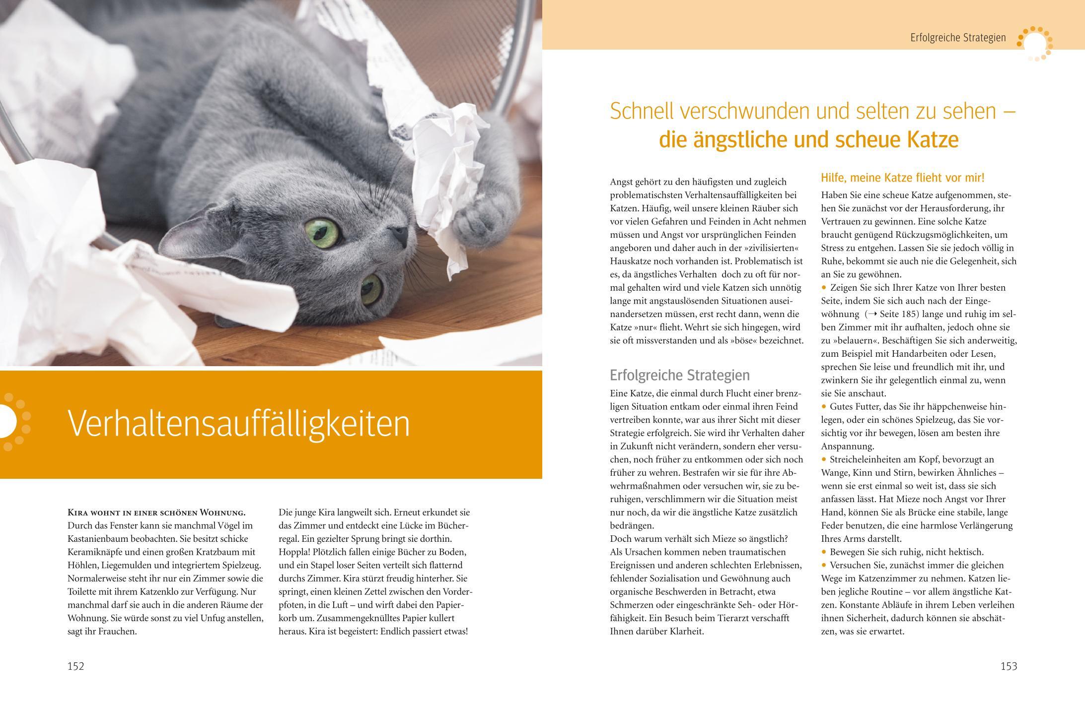 Beispielinhalt (Bild) Was Katzen wirklich wollen