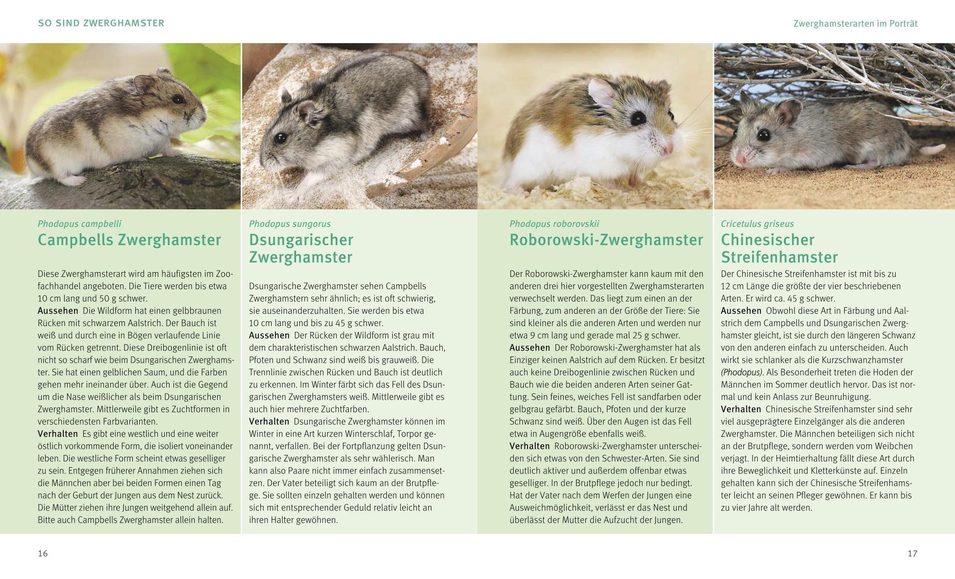 Beispielinhalt (Bild) Zwerghamster