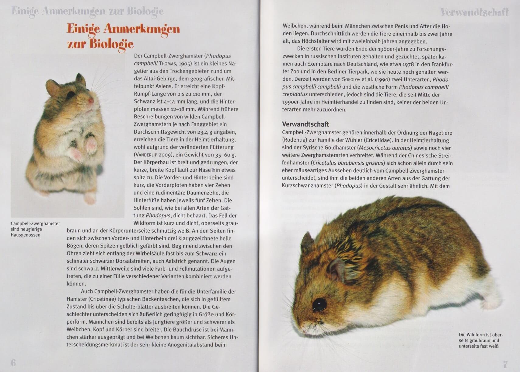 Beispielinhalt (Bild) Campbell-Zwerghamster