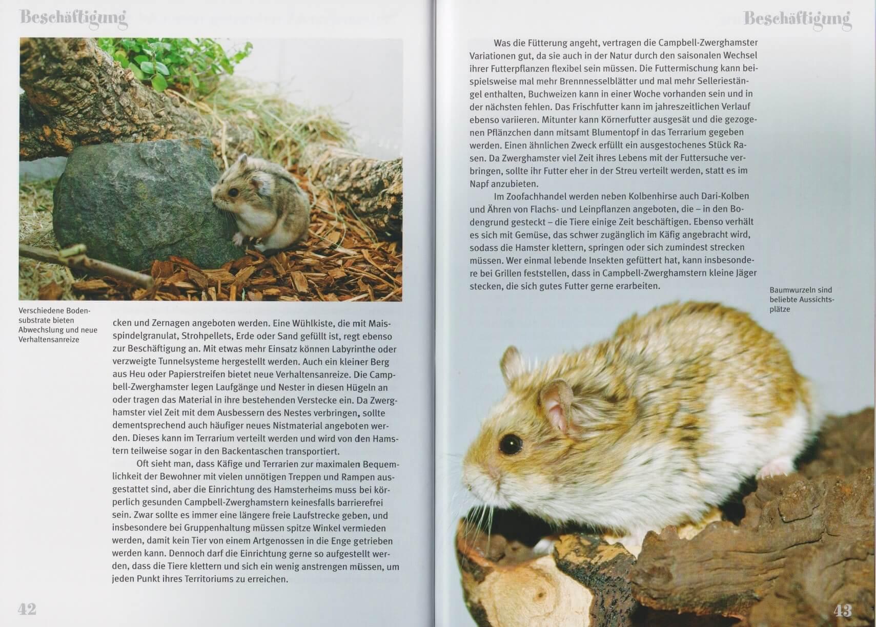 Beispielinhalt (Bild) Campbell-Zwerghamster