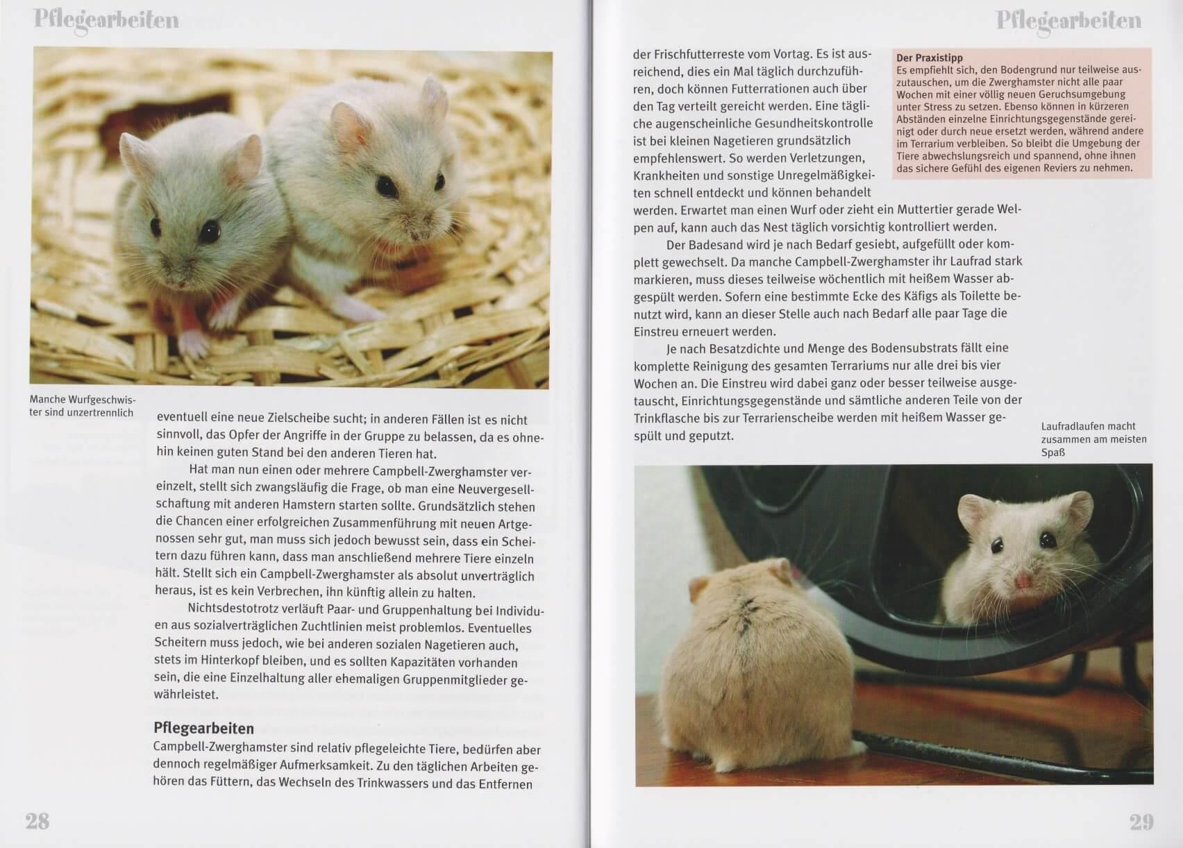 Beispielinhalt (Bild) Campbell-Zwerghamster