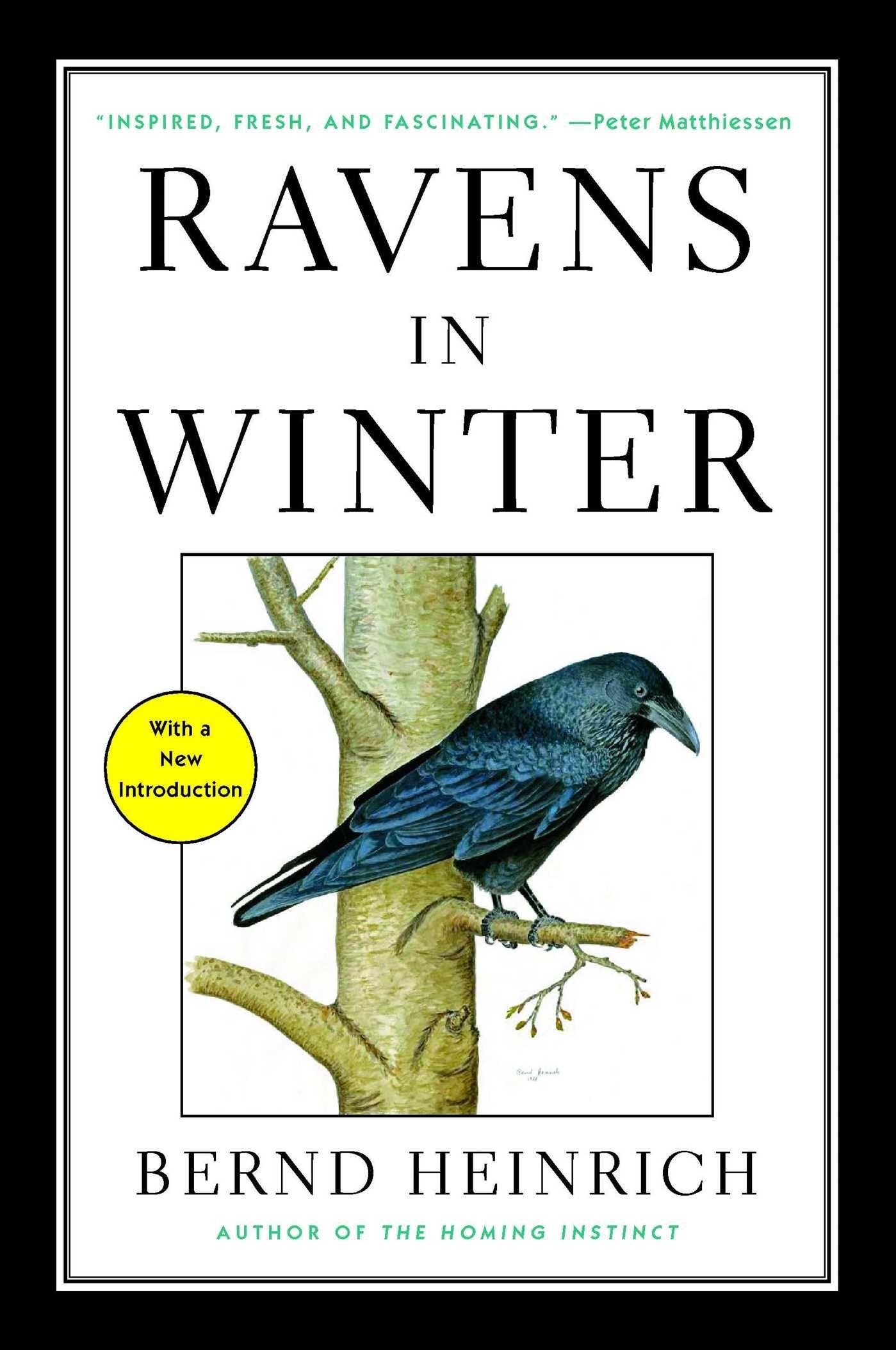 Vorderes Coverbild Ravens in Winter