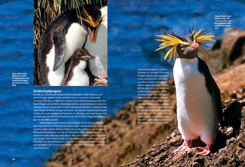 Beispielinhalt (Bild) Entdecke die Pinguine