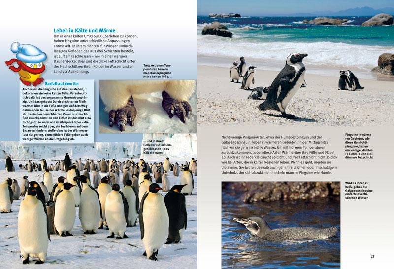 Beispielinhalt (Bild) Entdecke die Pinguine