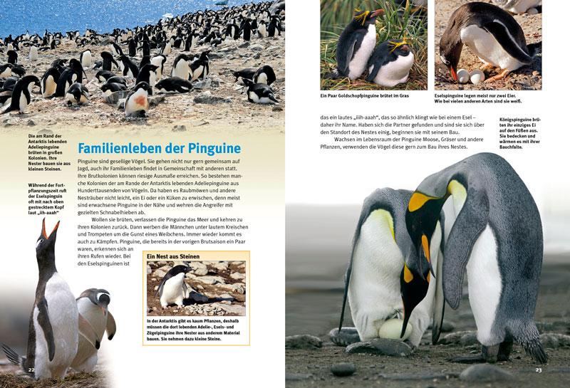 Beispielinhalt (Bild) Entdecke die Pinguine