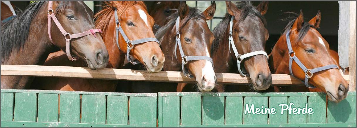 Beispielinhalt (Bild) Mein Reiter-Tagebuch - Für alle Erlebnisse und Erinnerungen aus dem Reitstall