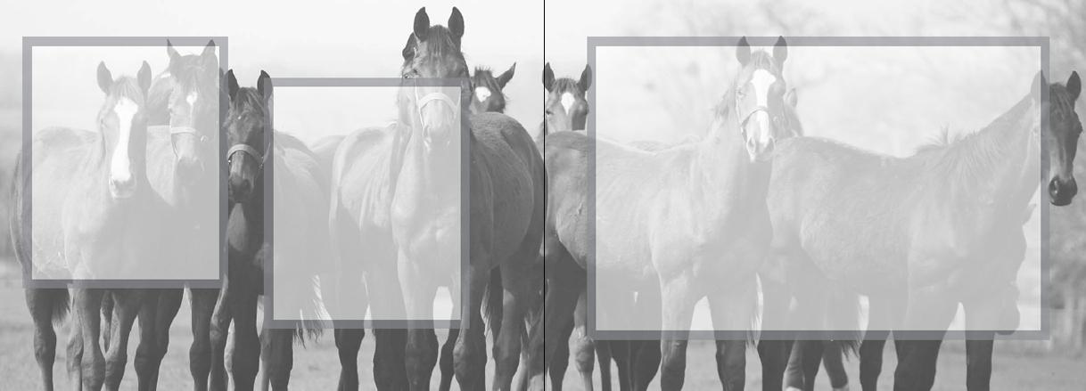 Beispielinhalt (Bild) Mein Reiter-Tagebuch - Für alle Erlebnisse und Erinnerungen aus dem Reitstall