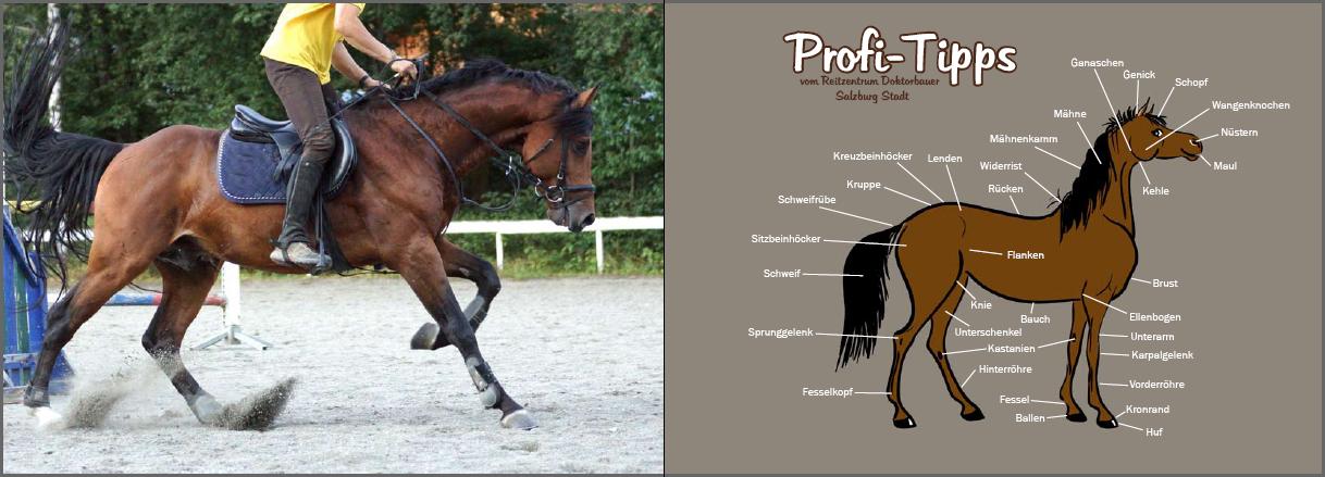 Beispielinhalt (Bild) Mein Reiter-Tagebuch - Für alle Erlebnisse und Erinnerungen aus dem Reitstall