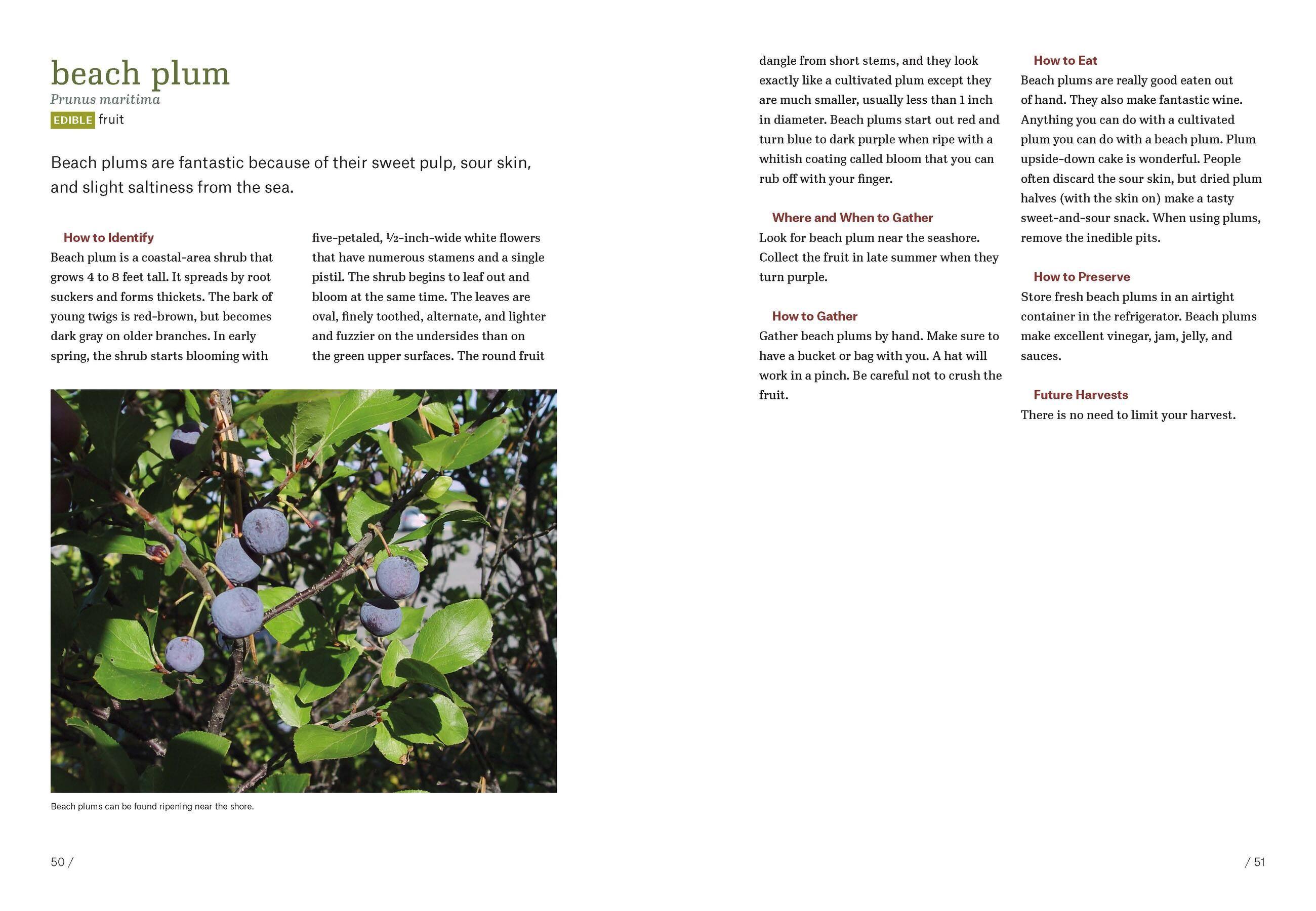 Beispielinhalt (Bild) Southeast Foraging