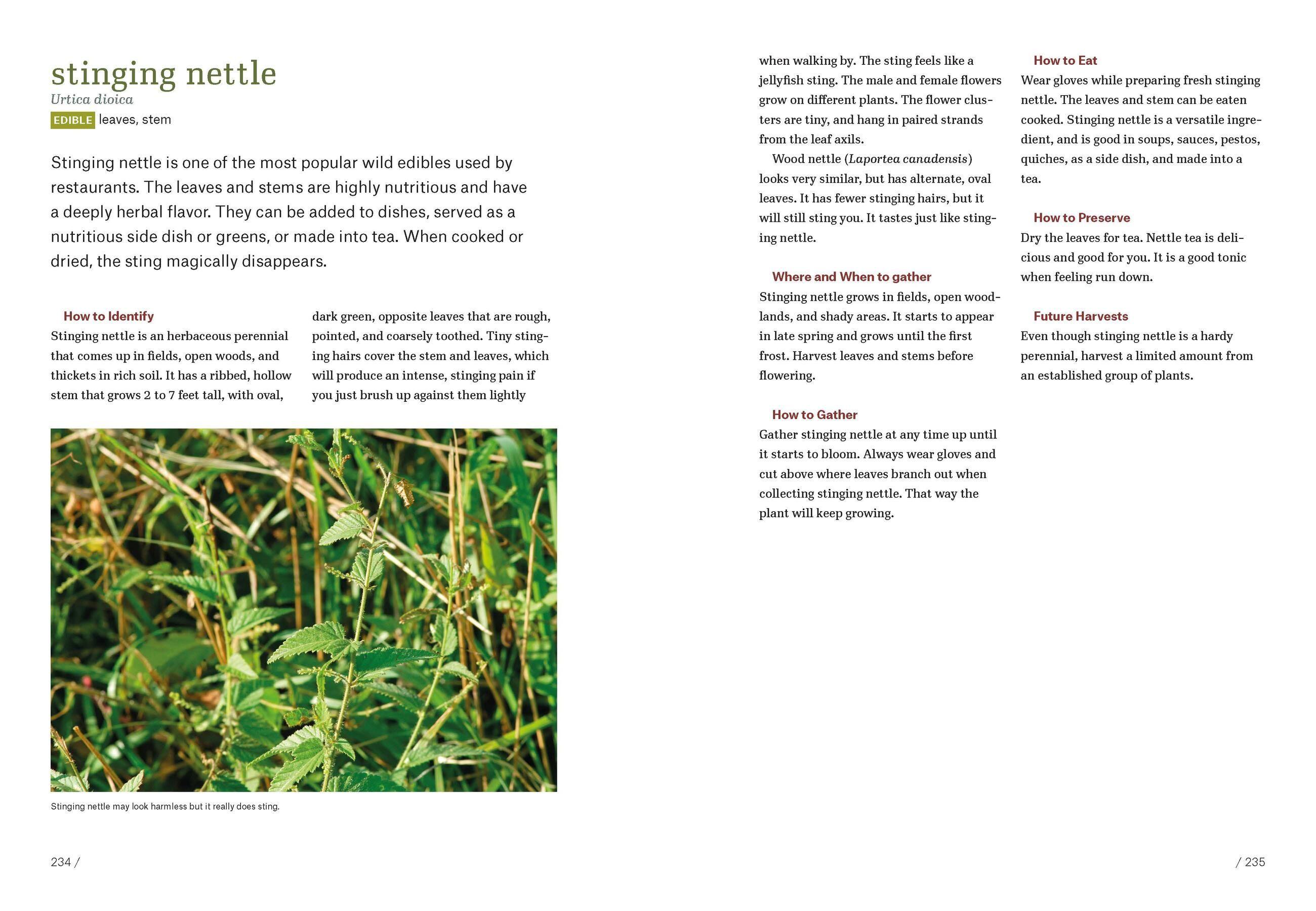 Beispielinhalt (Bild) Southeast Foraging