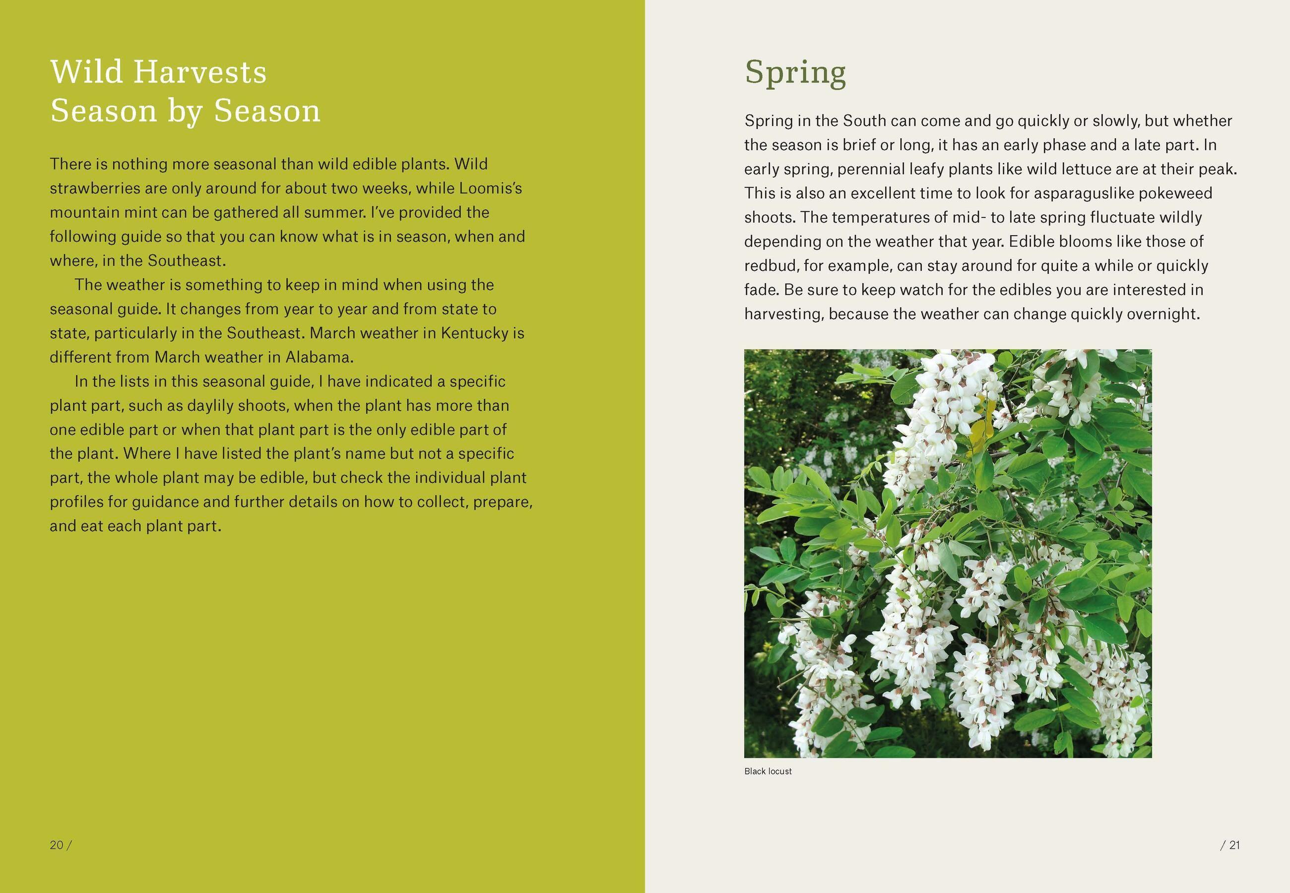 Beispielinhalt (Bild) Southeast Foraging