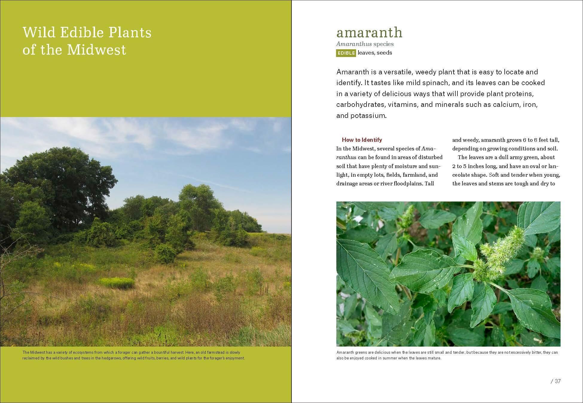 Beispielinhalt (Bild) Midwest Foraging