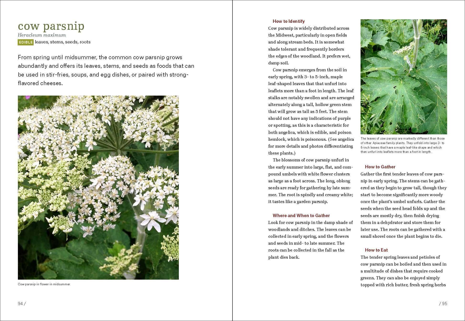 Beispielinhalt (Bild) Midwest Foraging