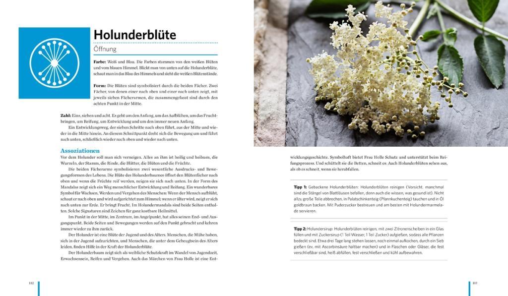 Beispielinhalt (Bild) Meine Heilkräutermandalas