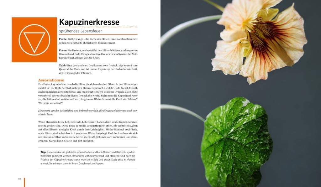 Beispielinhalt (Bild) Meine Heilkräutermandalas