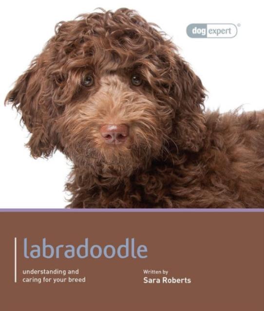 Vorderes Coverbild Labradoodle - Dog Expert