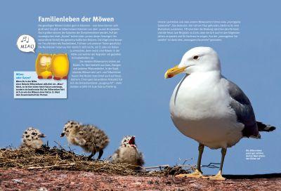 Beispielinhalt (Bild) Entdecke die Möwen