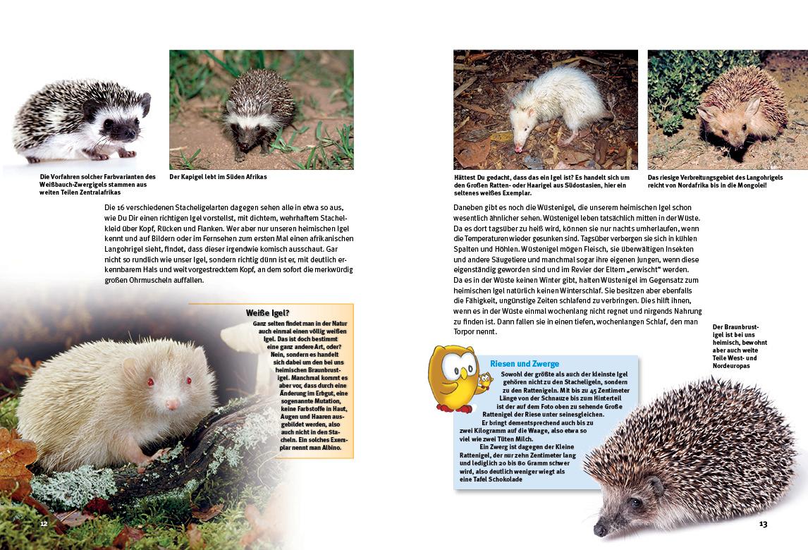 Beispielinhalt (Bild) Entdecke die Igel