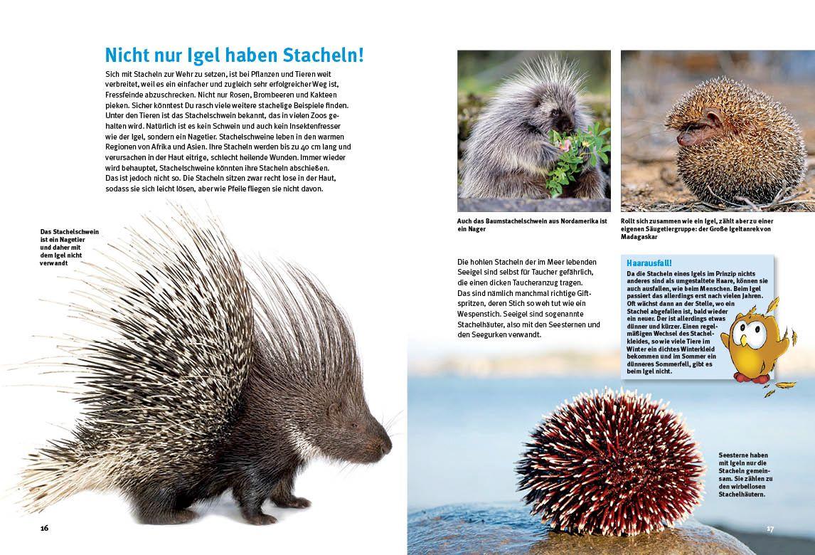 Beispielinhalt (Bild) Entdecke die Igel