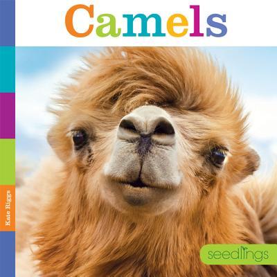 Vorderes Coverbild Seedlings Camels